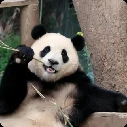 璐璐聊数码