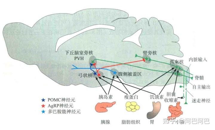 饥饿和奖赏驱使的饮食行为背后的神经机制 - 知乎