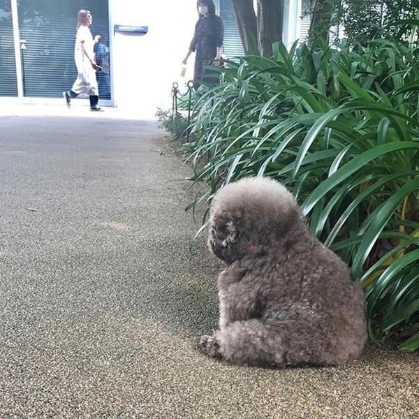 贵宾犬靠寂寞背影照爆红网友爆笑本以为是咖妃原来是影后