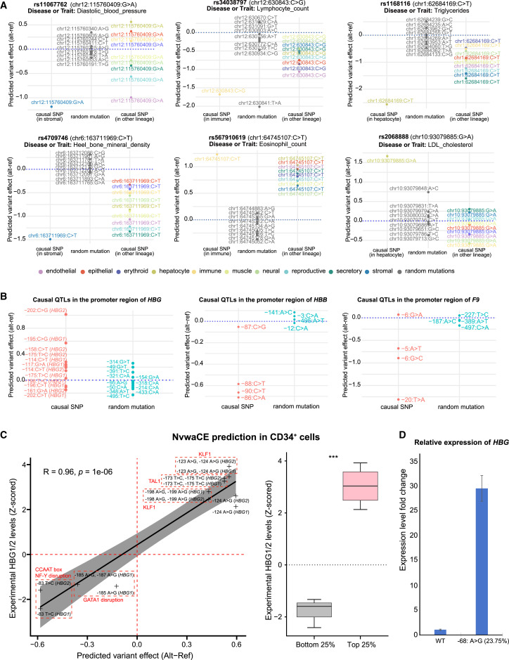 Cell | 超高通量UUATAC-seq+多任务NvwaCE模型！郭国骥/韩晓平团队破译脊椎动物染色质调控密码 - 知乎
