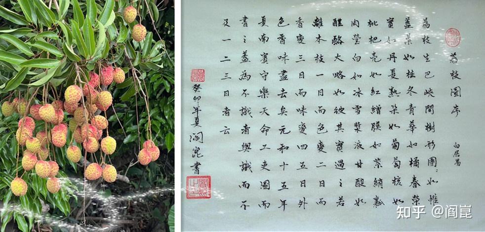 荔枝熟了 - 知乎