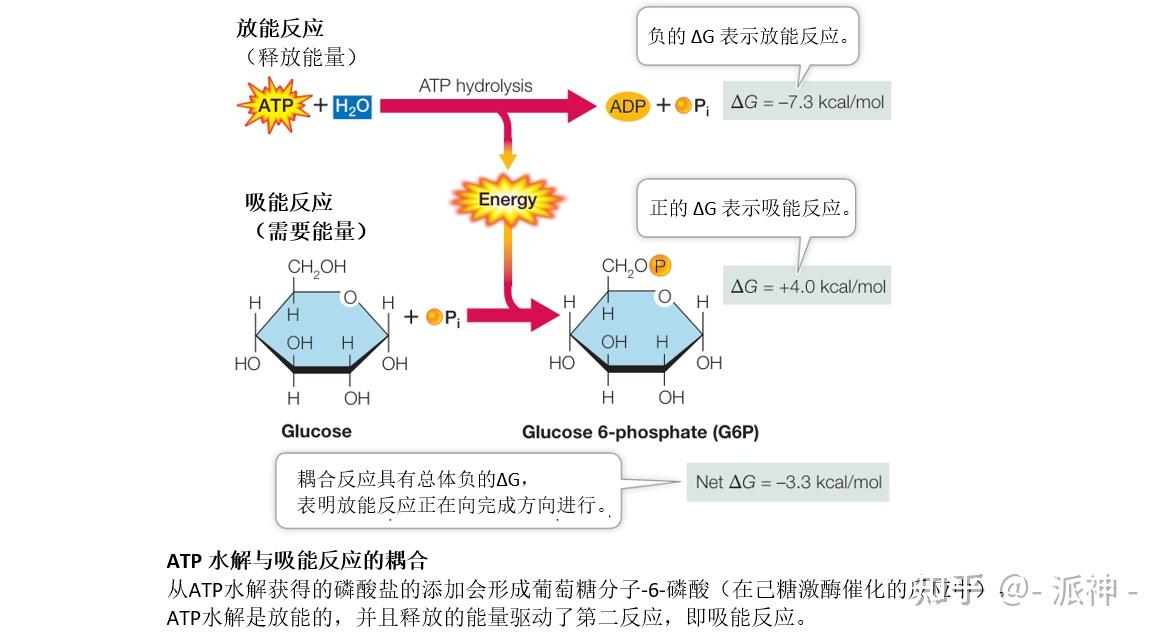 能量、酶和新陈代谢(2):ATP 在生物化学能量学中扮演关键角色 - 知乎