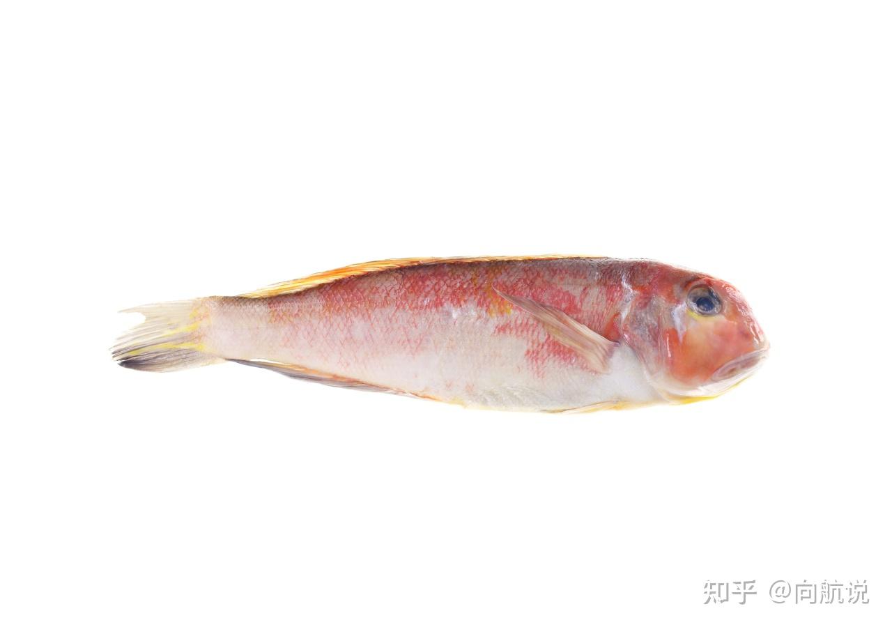 为了躲避人类的捕捞,方头鱼进化了?用地道逃生的方头鱼有多聪明 - 知乎
