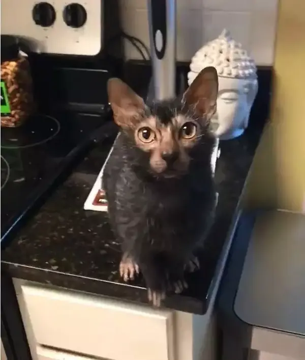 长得又像老鼠又像猫的 怪胎 到底是个啥 知乎