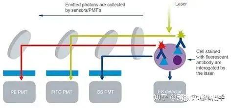 干货分享 | 一文读懂流式细胞术 - 知乎