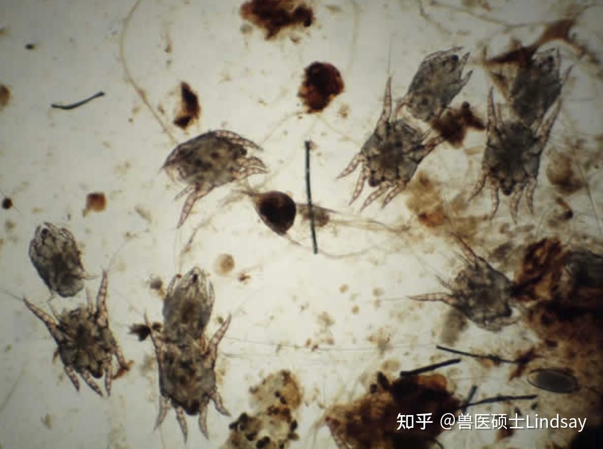 猫耳病:不只是耳螨 - 知乎