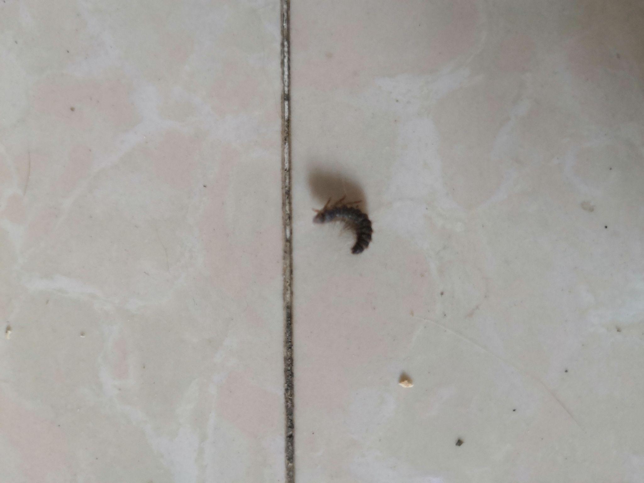我家卫生间最近老是会出现这种小虫子。黑色的，大概5毫米，在有水的地方蠕动，像缩小的蚂蝗。求问这是什_百度知道
