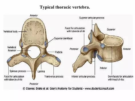 2/3,几乎全部纳入髋臼内,与髋臼的关节面接触,髋臼窝内充填有脂肪组织