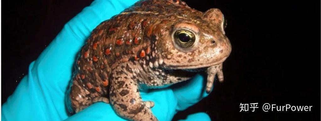 蛙壶菌简介病理学和发病机制临床症状诊断治疗检疫隔离和再引入程序1.