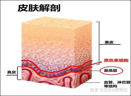 因為基底層下面的真皮層有什麼東西?