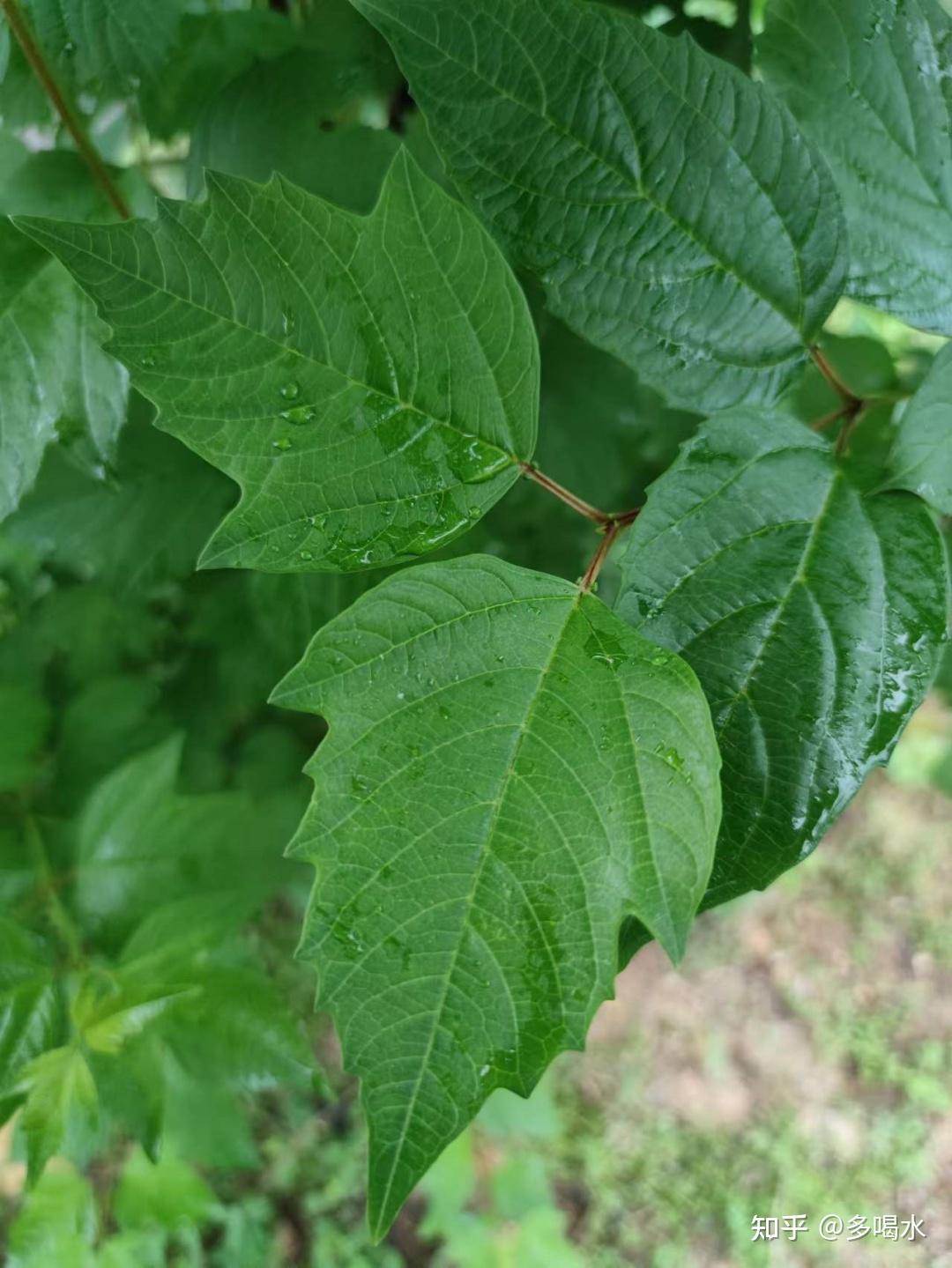 天目琼花和鸡树条