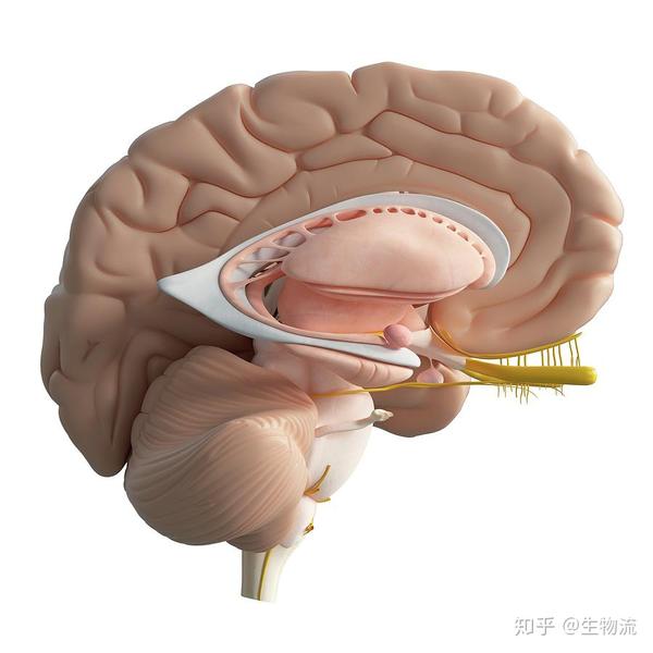 大脑分区 1 天前 现代脑科学将大脑大致分为三个大区:前脑(forebrain)