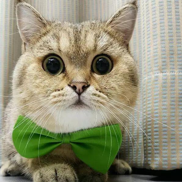 喵头像一大波猫咪头像快来挑一个