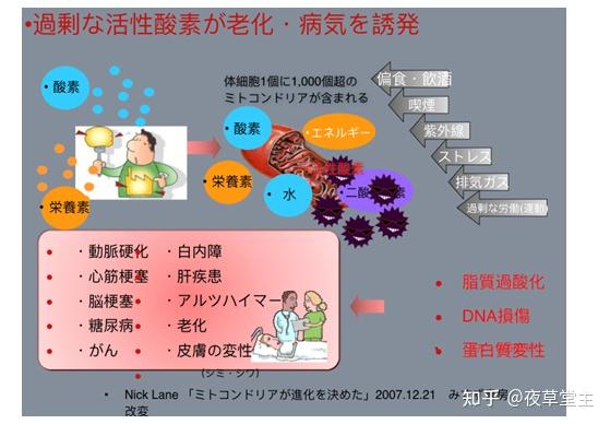 白雪茸は生活習慣、肝機能の改善に助ける-