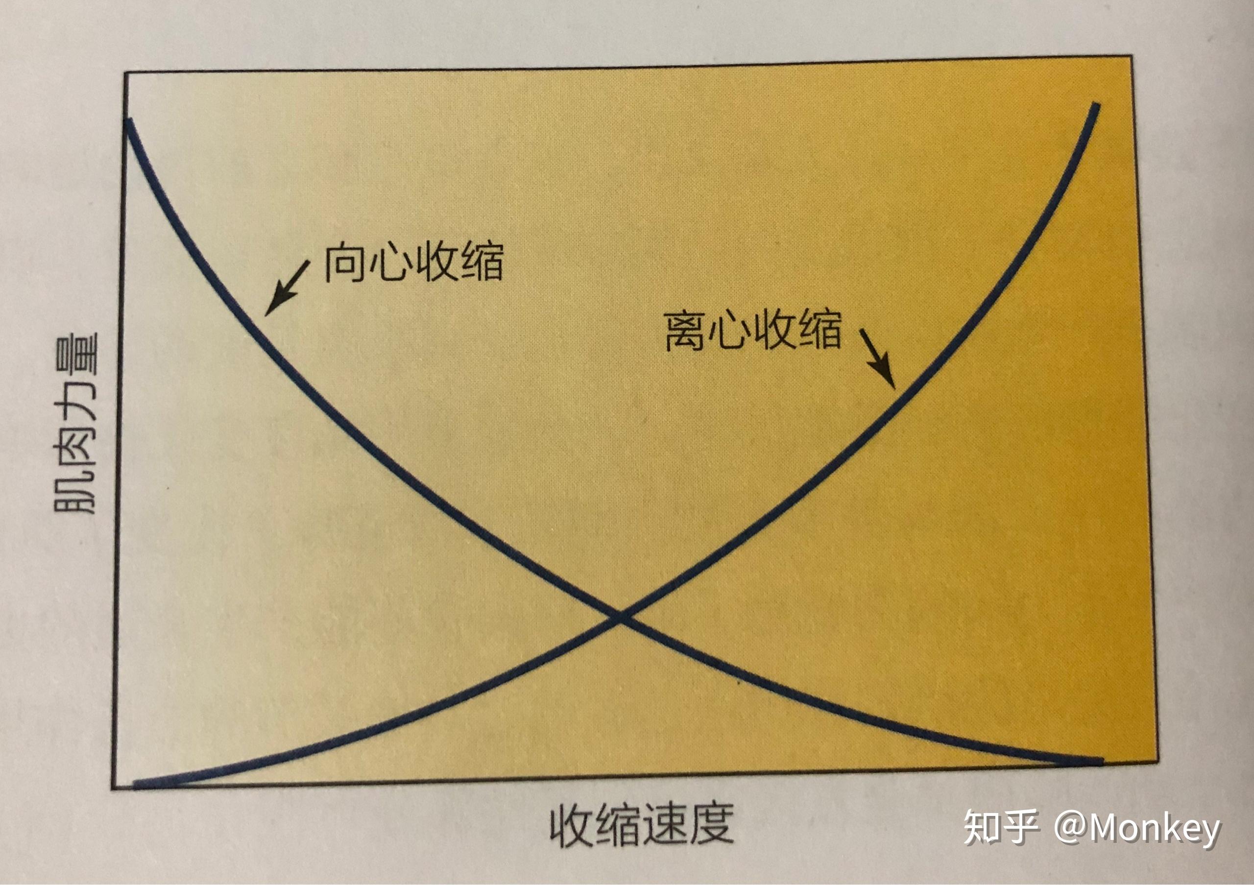 力-速度曲线:收缩速度与肌肉产生张力能力的关系.