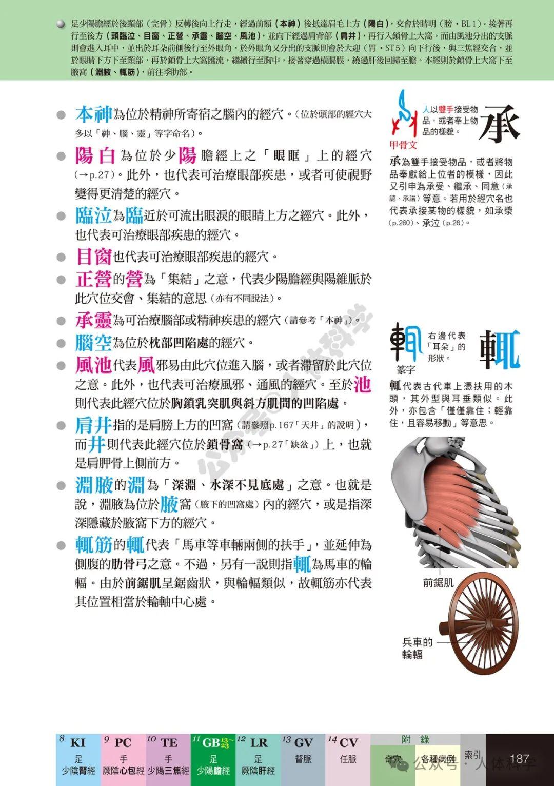 【经穴科学】中医解剖学全身穴位高清图示④ - 知乎