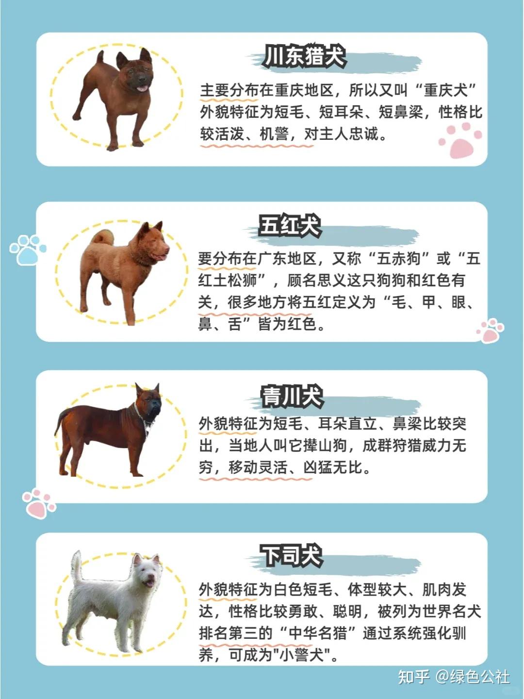 快来认识下这些小土狗|中华田园犬合集 - 知乎