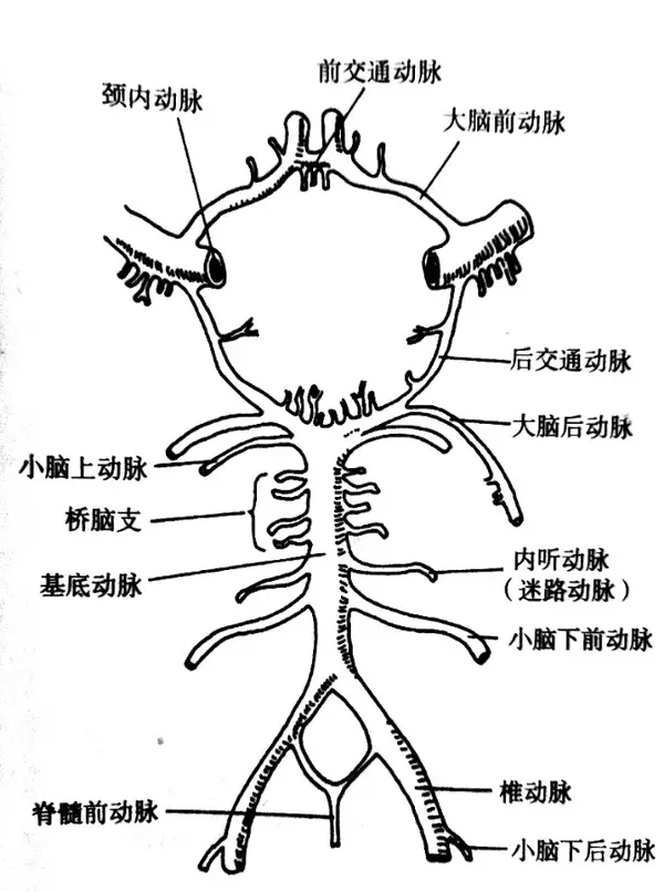 脊髓中央动脉示意图图片