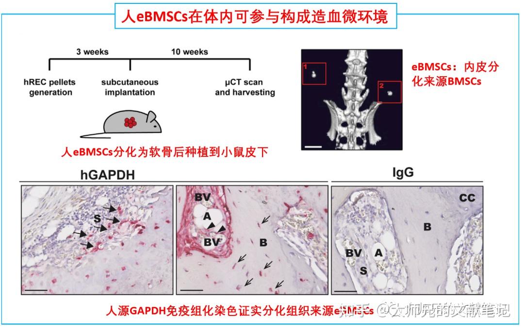 cellstemcell内皮来源的基质细胞参与造血骨髓微环境形成