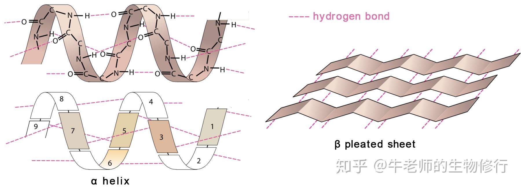 阿尔法螺旋和贝塔折叠图片