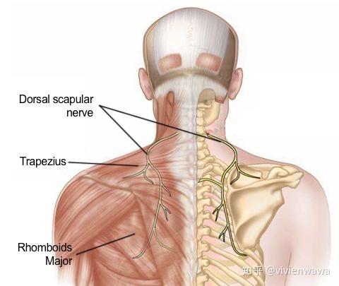 肩颈筋膜炎的症状图图片