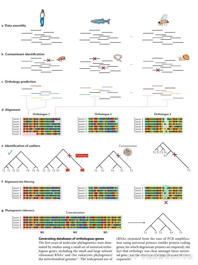 物种系统发育树（进化树）的构建 - 知乎