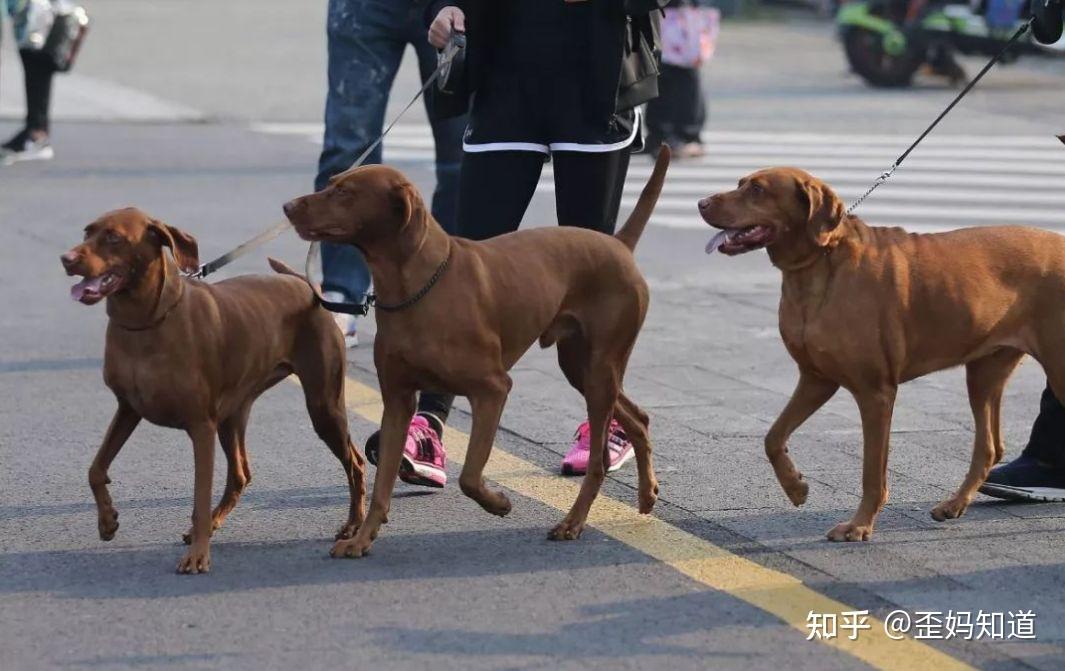狗主人被拘,被咬女童伤势严重!带娃出门遭遇恶犬,家长不能怵 - 知乎