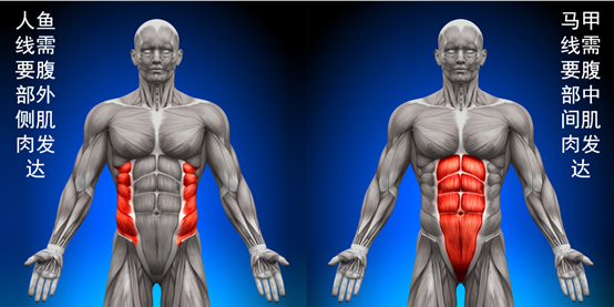 人鱼线马甲线是练出来的还是瘦出来的 知乎