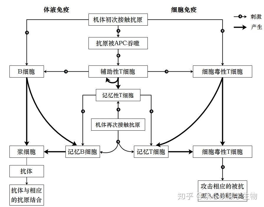 【新教材答案】特异性免疫 - 知乎