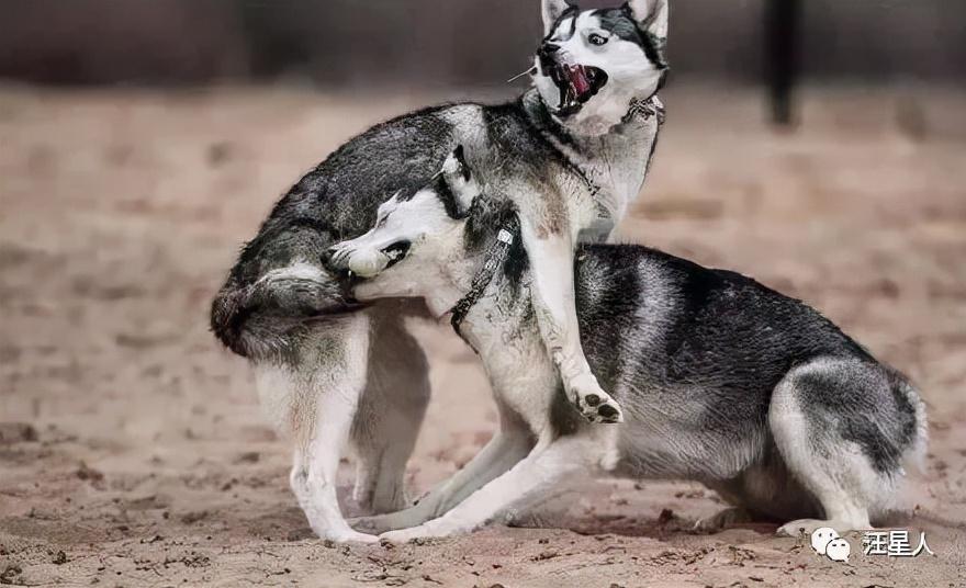 当二哈遇上二哈它们是用这样奇葩的方式打架太沙雕了