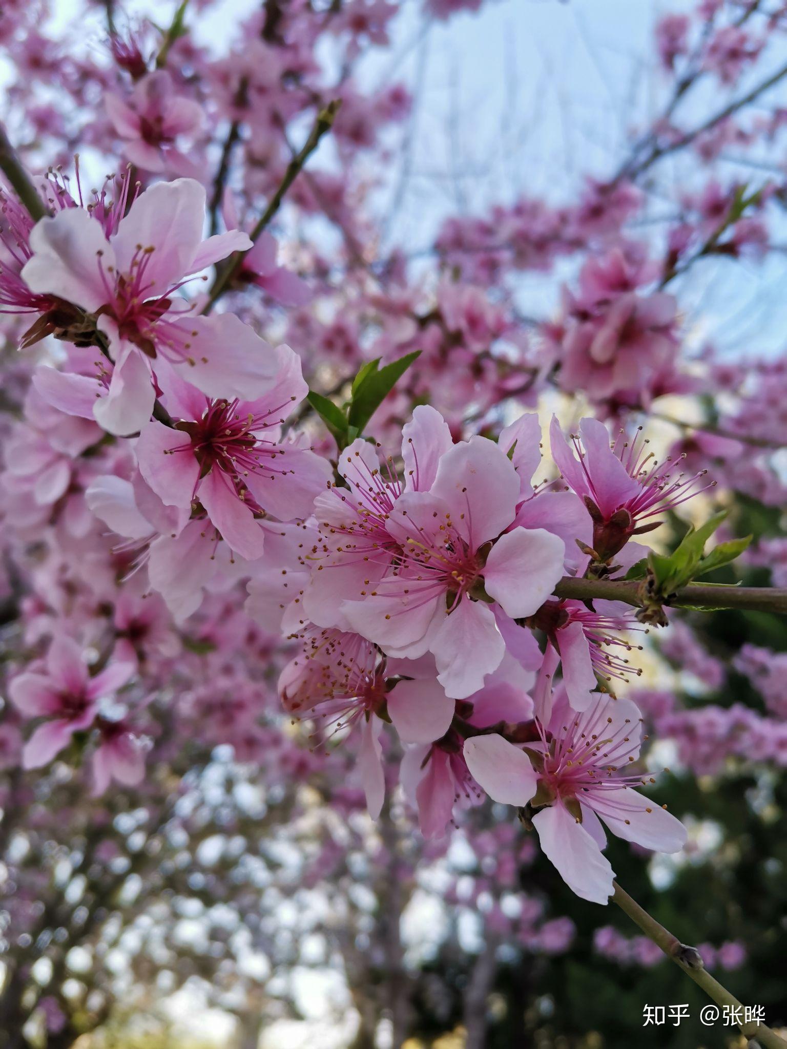 春意盎然的樂安公園