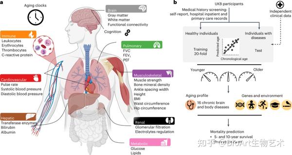 你的年龄可能不是你的“真实”年龄——探索多器官生物性衰老 - 知乎