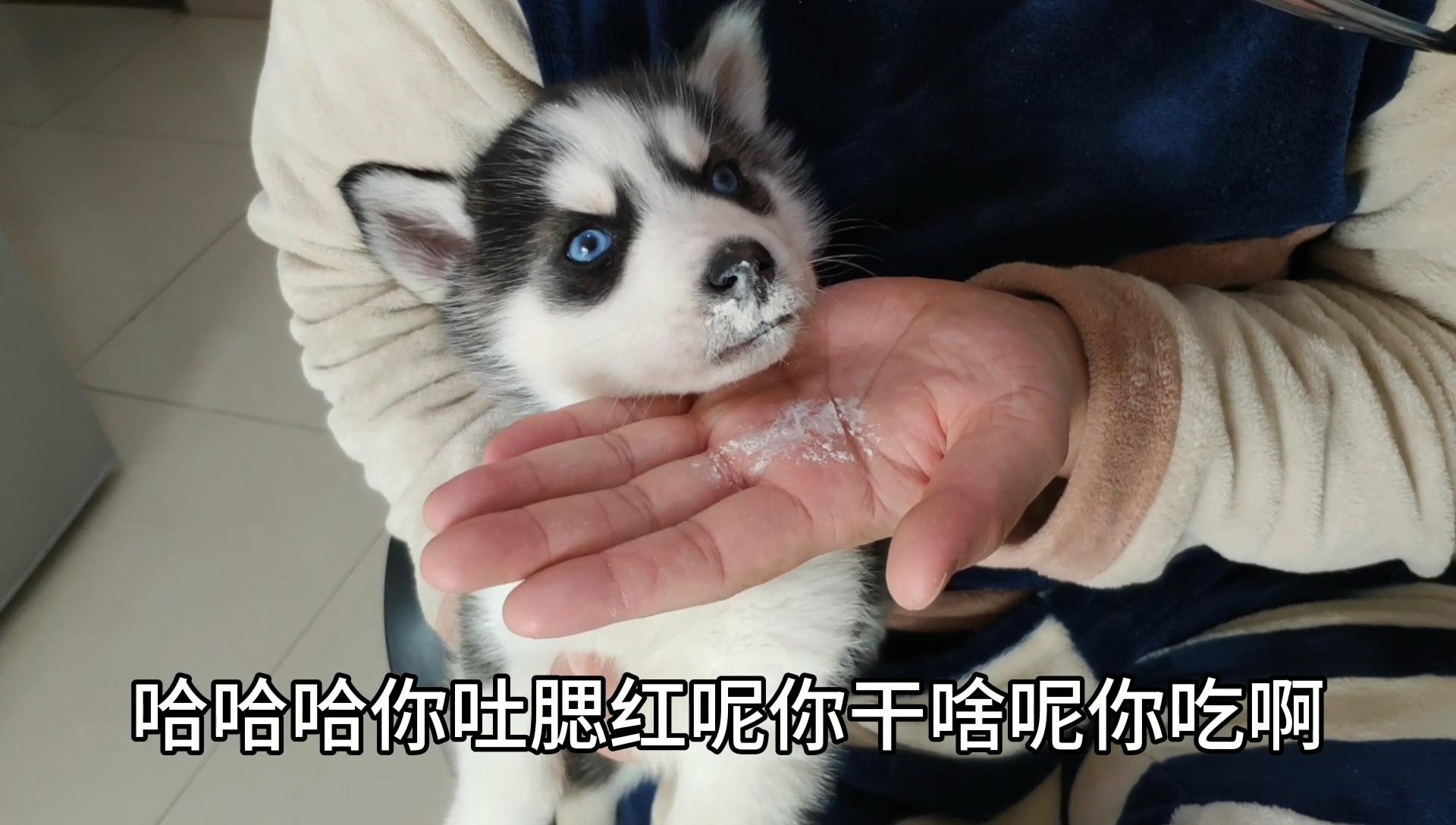 对狗狗竖中指狗狗会有啥反应看完下一秒憋住别笑