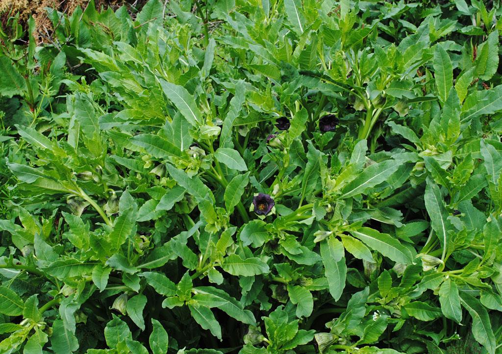 山莨菪 anisodus tanguticus (maxim.