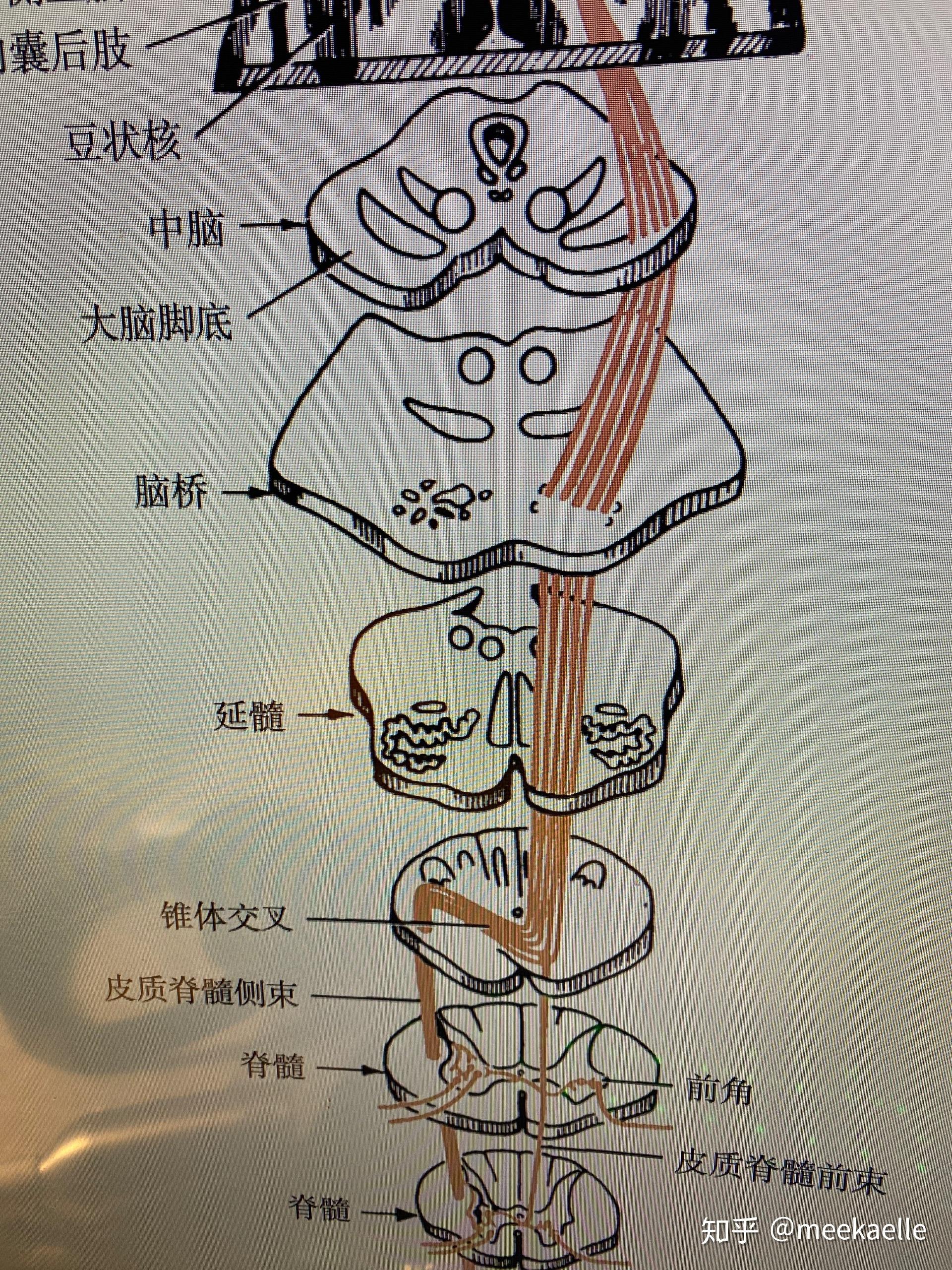 为什么椎体交叉上是对侧瘫痪，下是同侧瘫痪，我觉得交叉了之后不才支配对侧肌肉么?