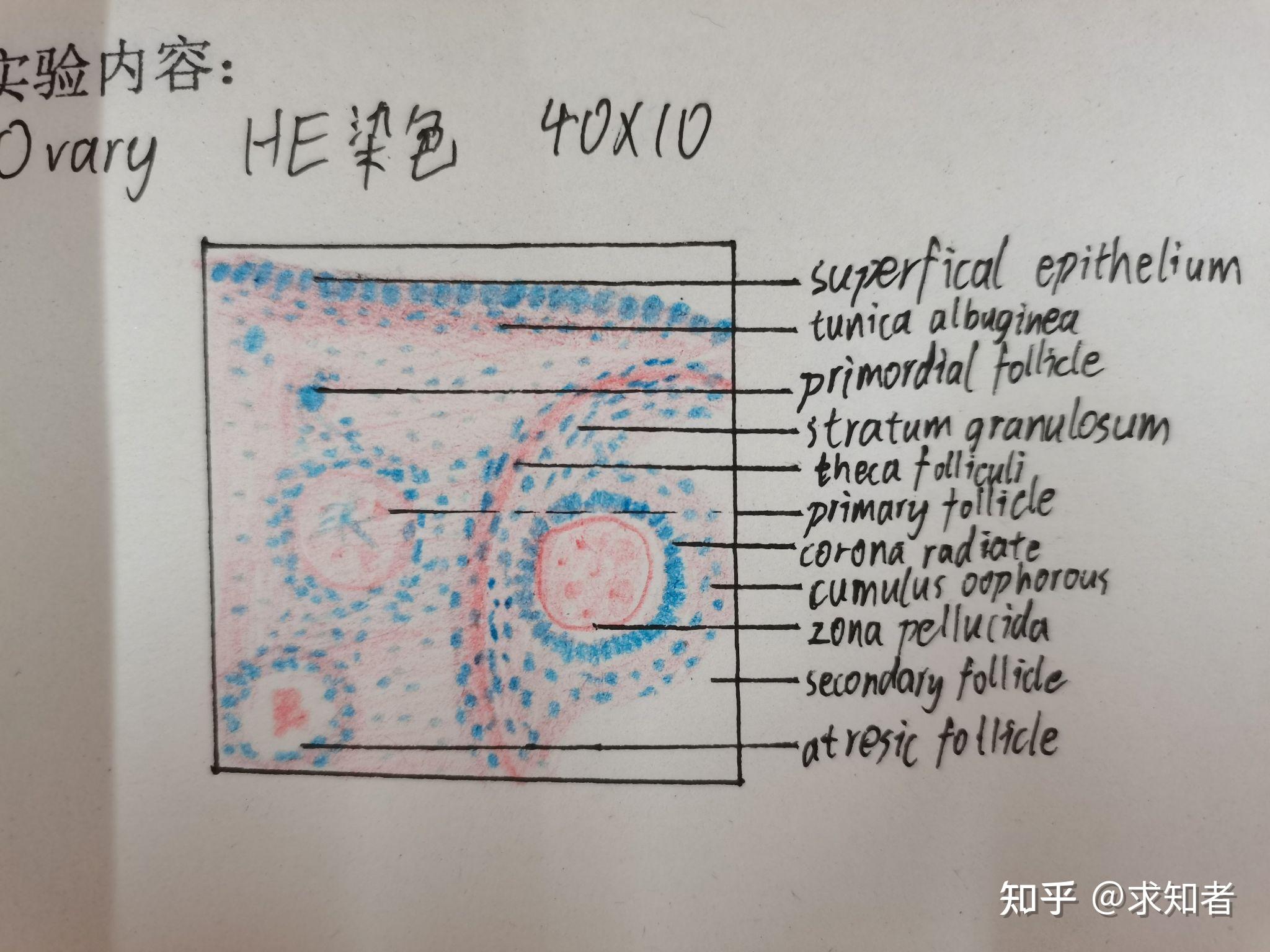 卵巢组胚红蓝铅笔绘图图片