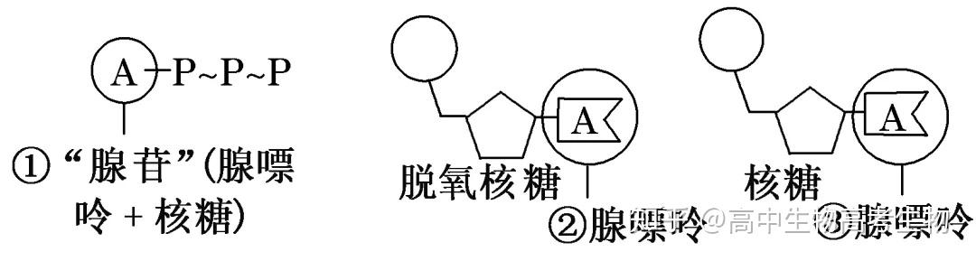 高中生物·ATP的结构和功能 - 知乎