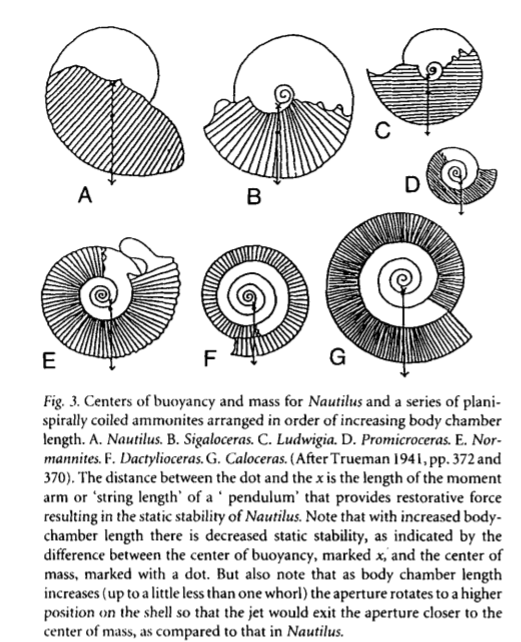 而菊石的体室又比鹦鹉螺大得多,开口结构也多种多样,不能简单的加长了
