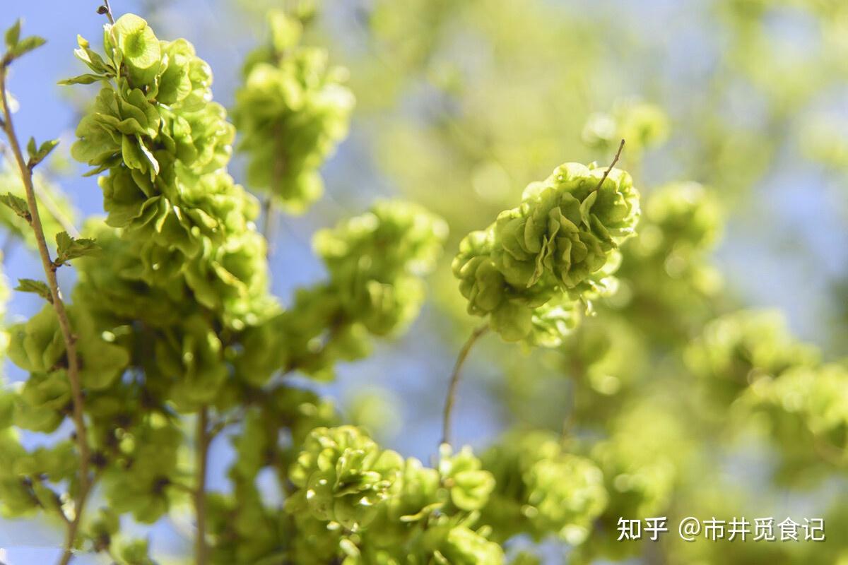 谷雨前后,这6种“春芽”抓紧吃,正鲜嫩美味,别等到下一年了 - 知乎