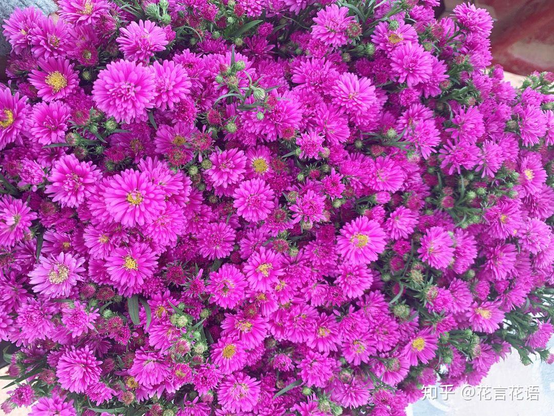 孔雀草养护指南