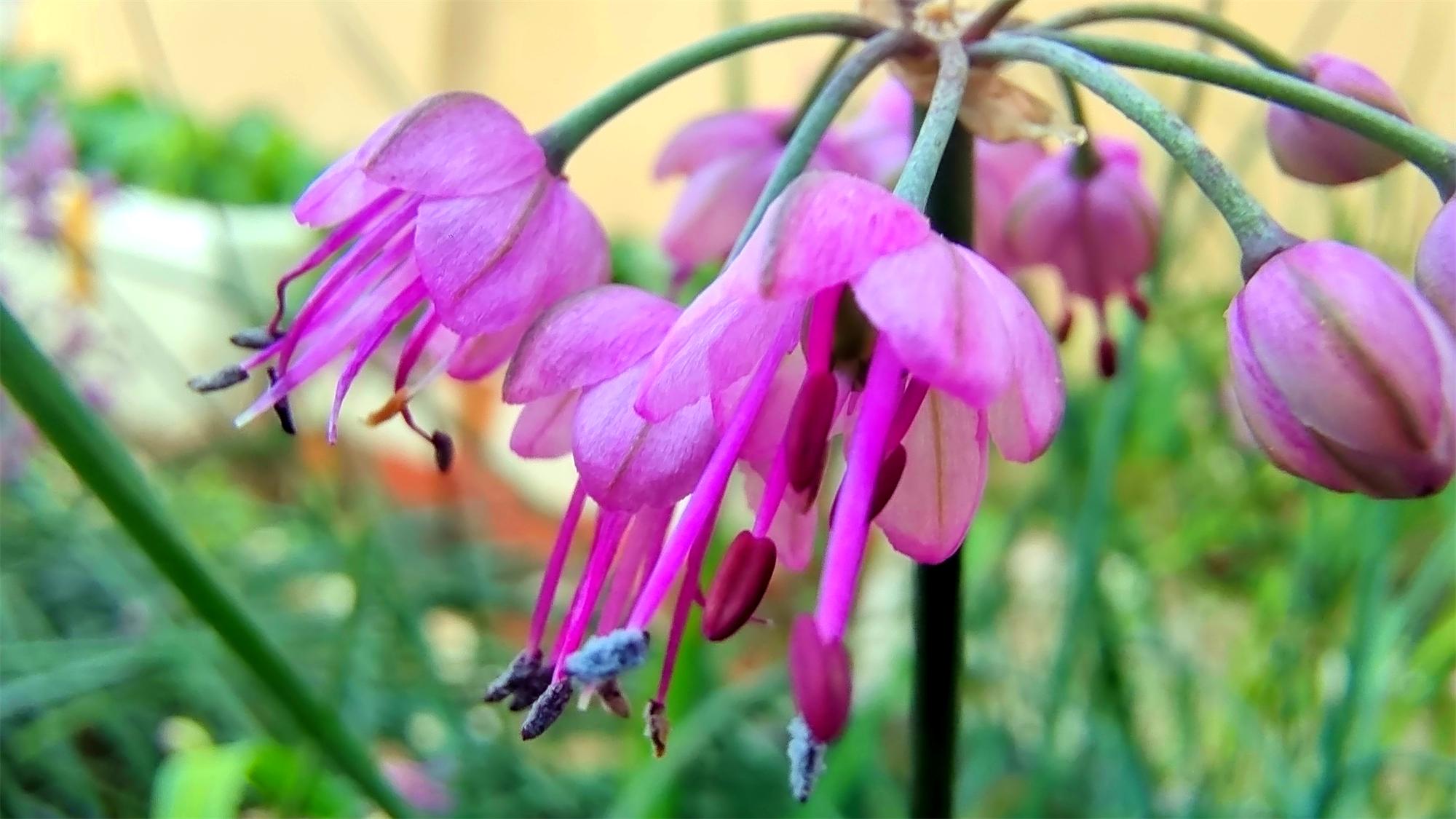 美丽吉安之赏花系列:初冬时节 藠头花开