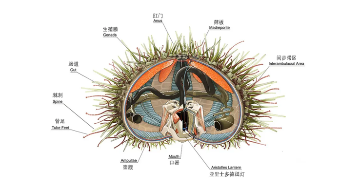 棘皮动物结构图片