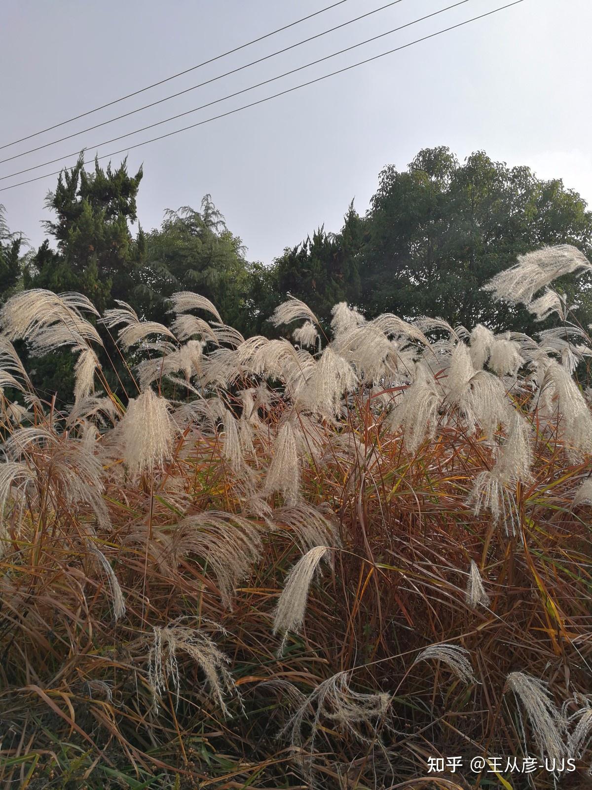 荻花何须秋瑟瑟——荻 - 知乎
