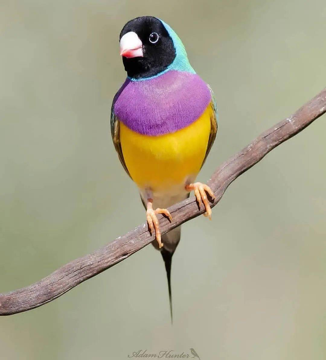 瞧不起我这种鸟选择配偶时只用一只眼睛看