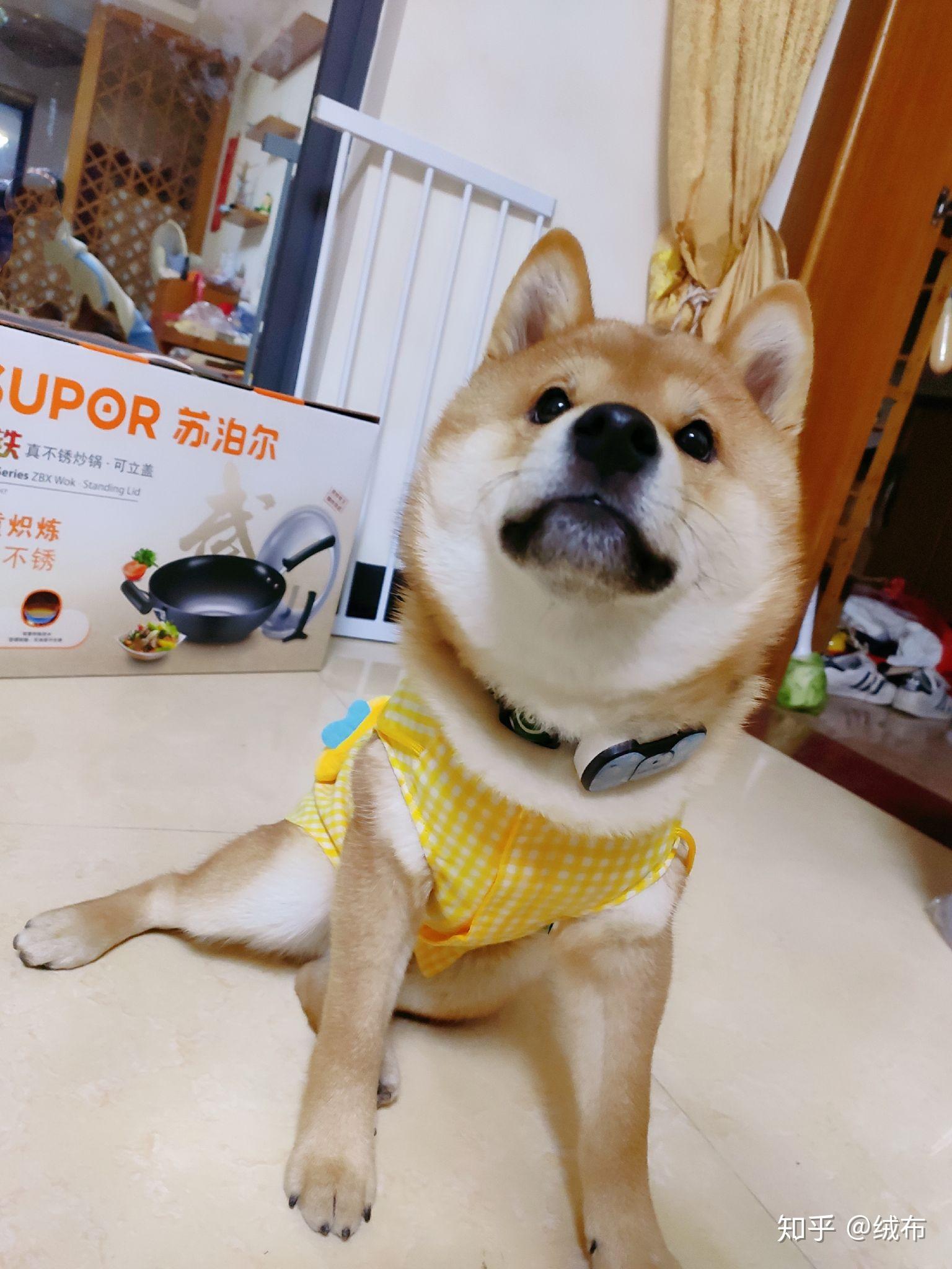 柴犬这么坐着有问题嘛