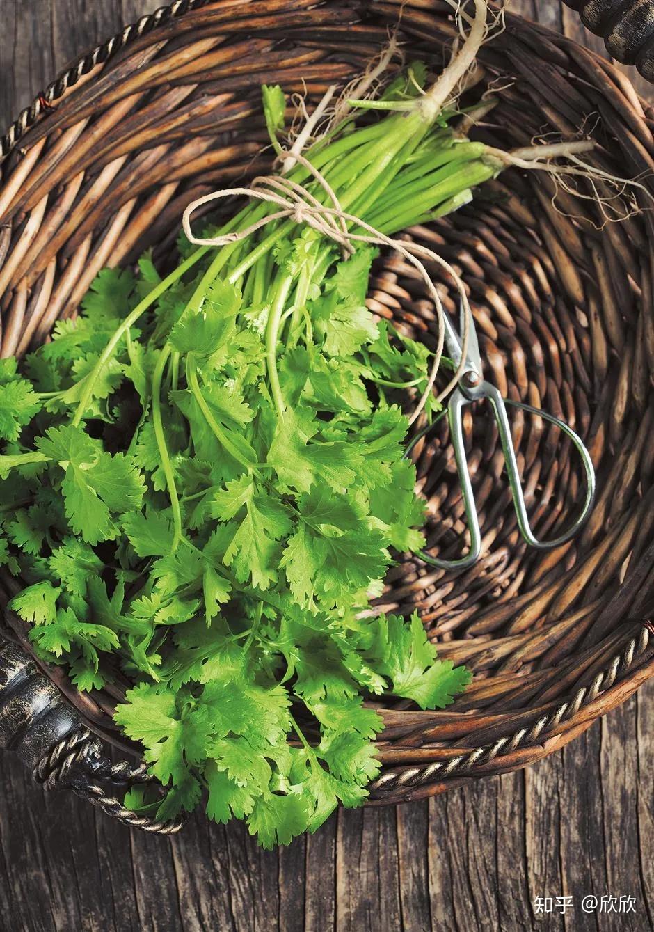 Cilantro, the unsung hero of tasty cuisine 知乎