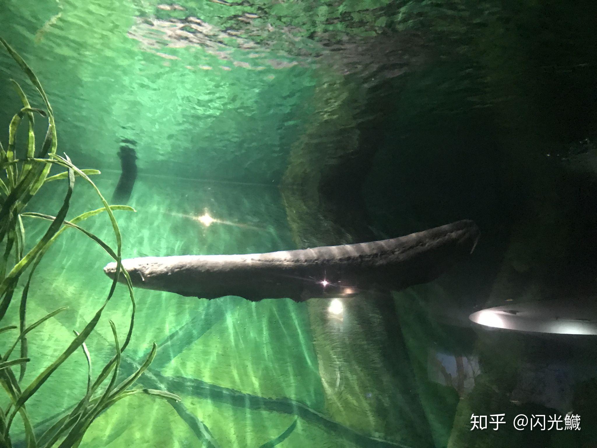 不過相比會各種放電的鰩魚,大多數人所熟悉的電魚,應該還是南美洲的