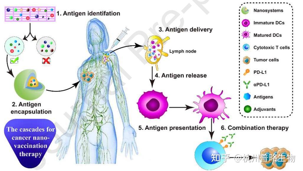 此外,针对外源性纳米材料的引入会潜在地诱导机体免疫排斥反应的发生