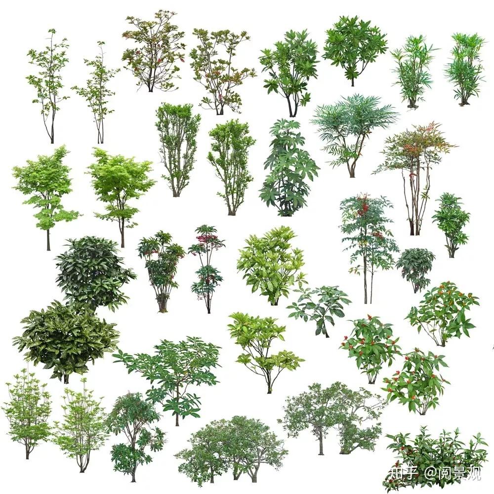 25.4G高清PSD分层植物立面源文件，景观设计必备 - 知乎