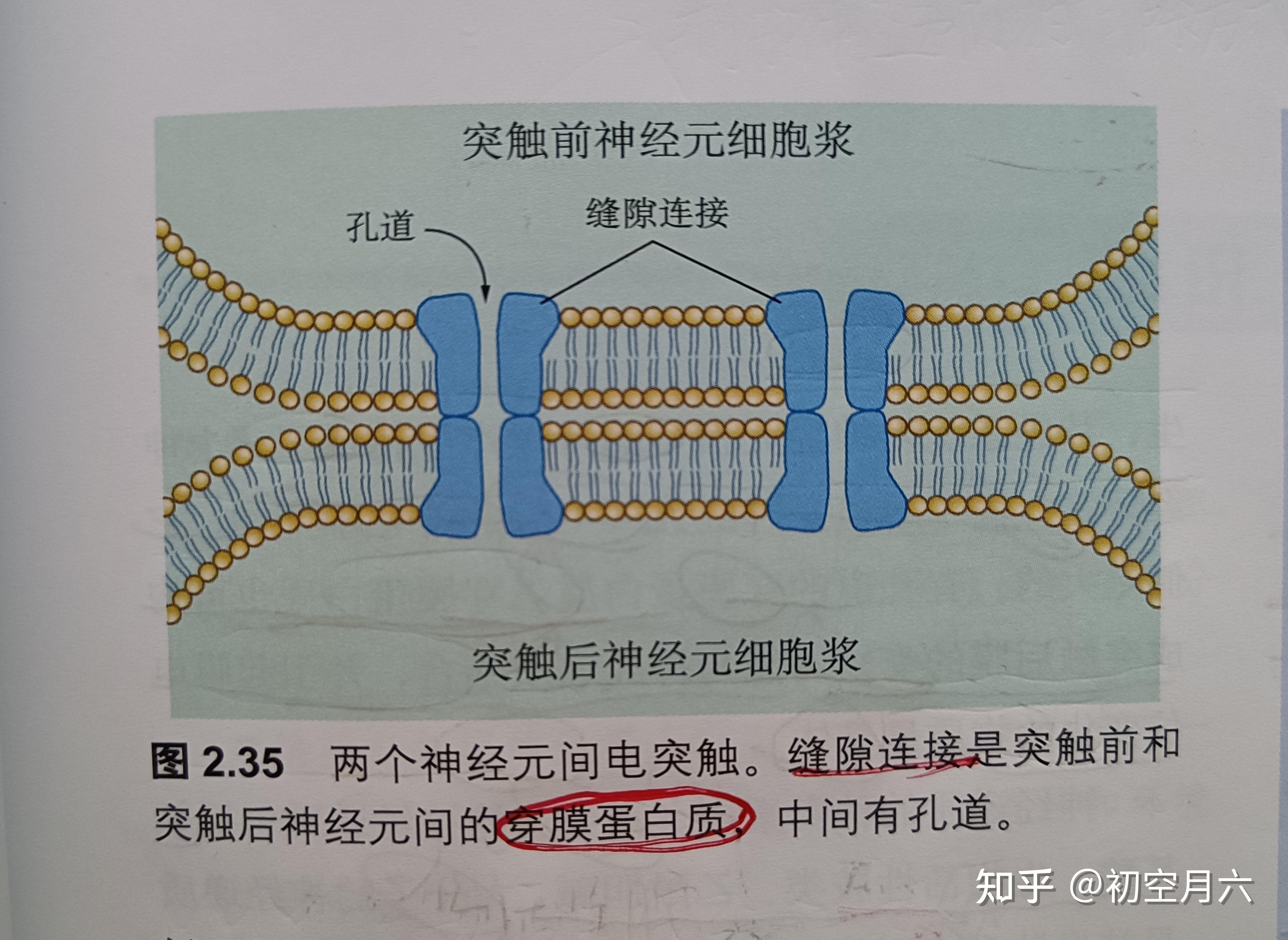 突触图解图片